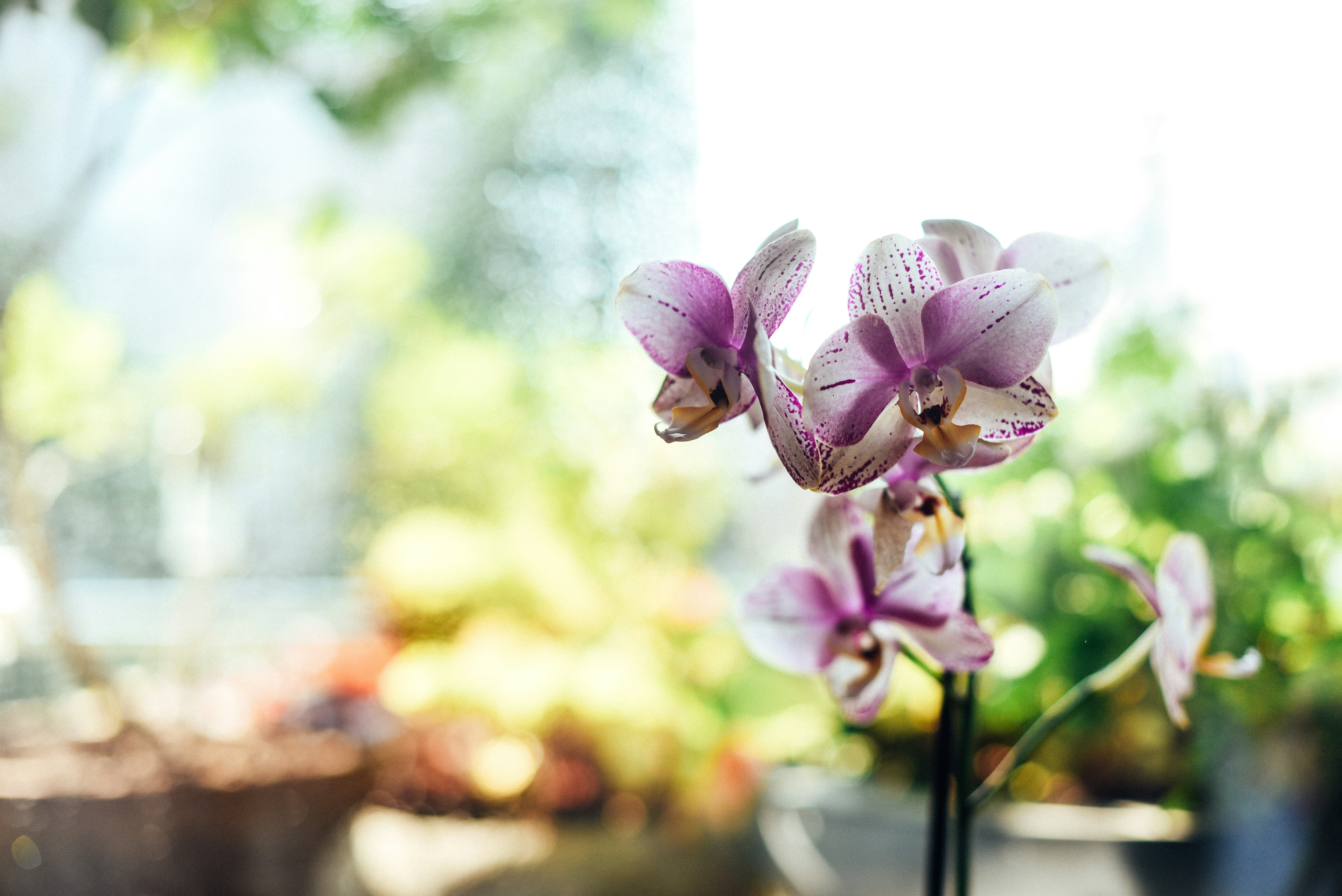 shallow focus photo of purple and white flowers